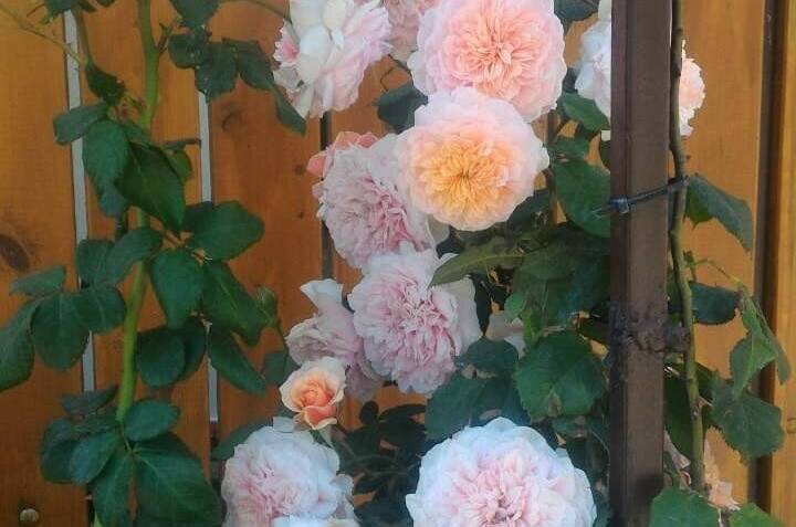 Гостевой дом «Юг-Гория»