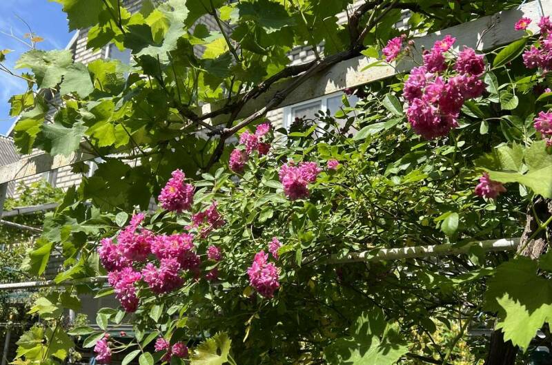 Гостевой дом на Вильямса