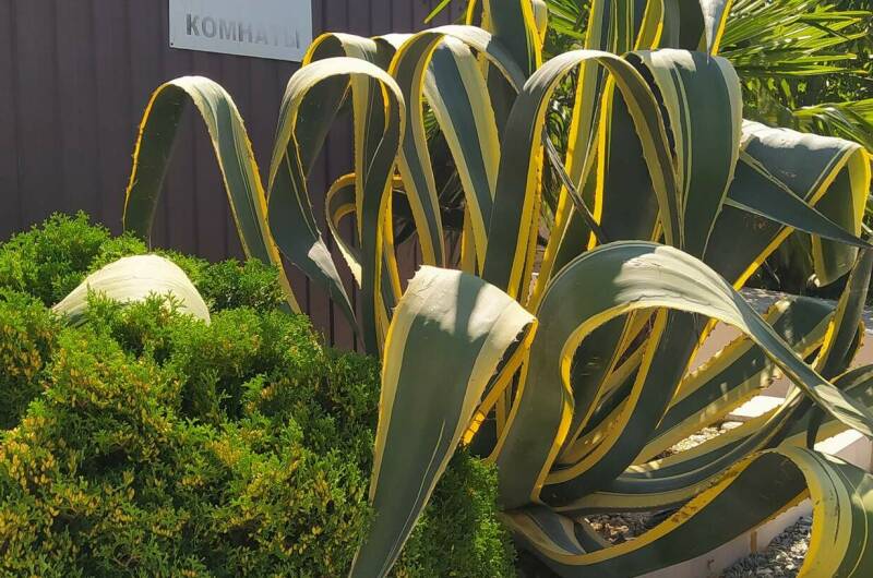 Гостевой дом «Алекс»