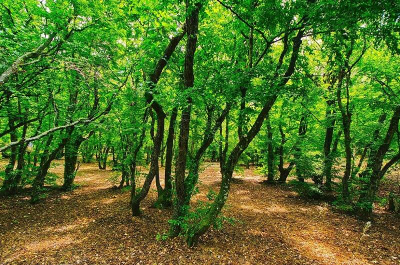 База отдыха «Можжевеловая роща»