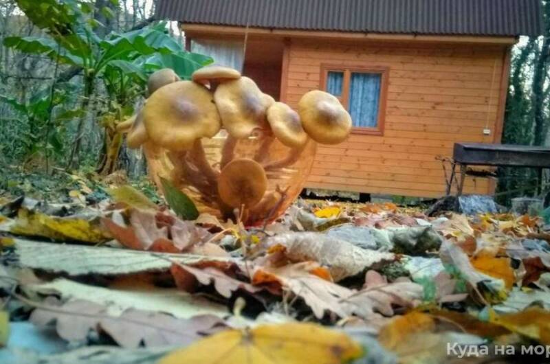 Деревянные домики «Домик под клëнами»