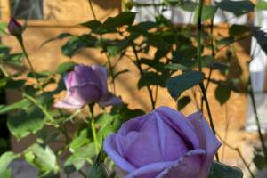 Изображение Дом на Кирпичной 5 #4