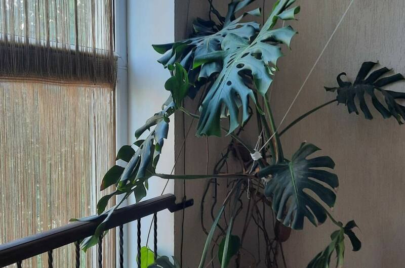 Гостевой дом «Santorini»