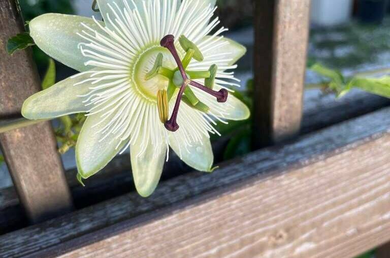 Гостевой дом «Santorini»