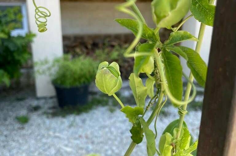 Гостевой дом «Santorini»