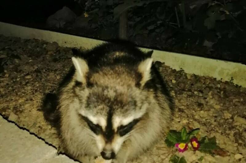 Гостевой дом «Акация»