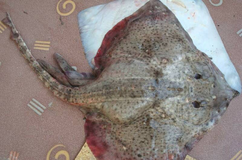 Гостевой дом «Акация»