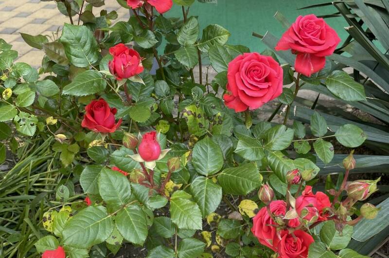 Гостевой дом «Виктория Плюс»