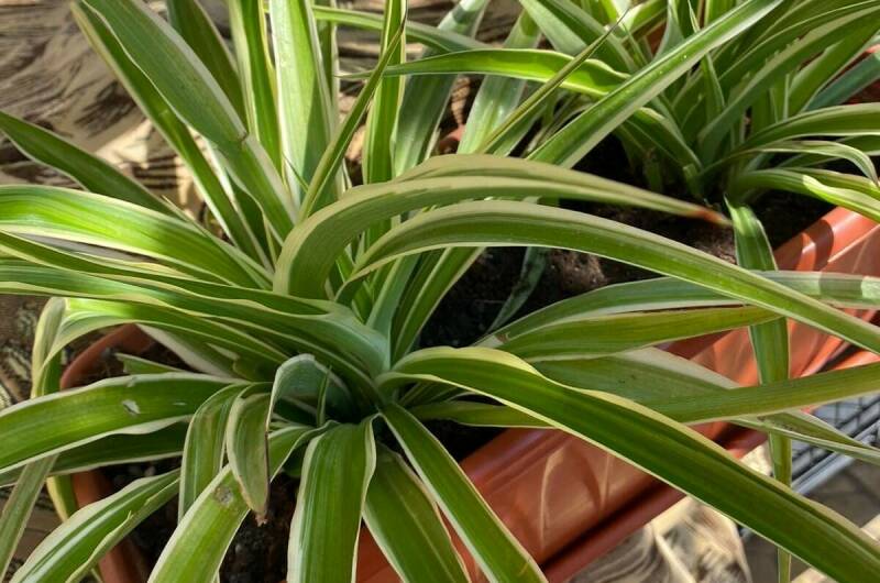 Частный сектор на Ленина 29/4