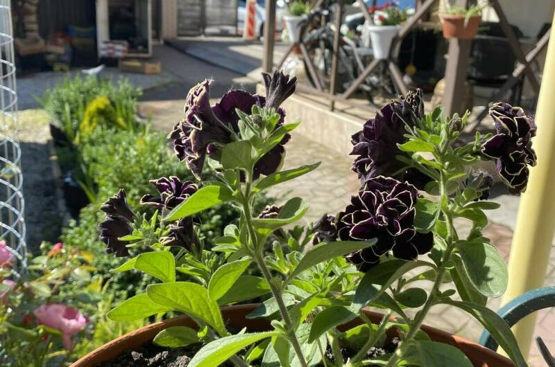 Частный сектор на Ленина 29/4