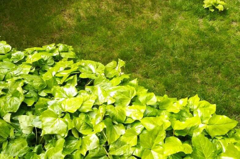 Частный сектор на Звёздной