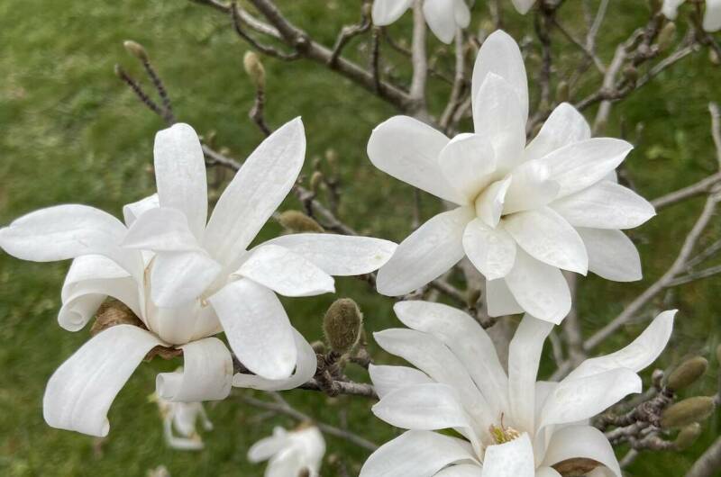Гостевой дом «Геленджикский дворик»