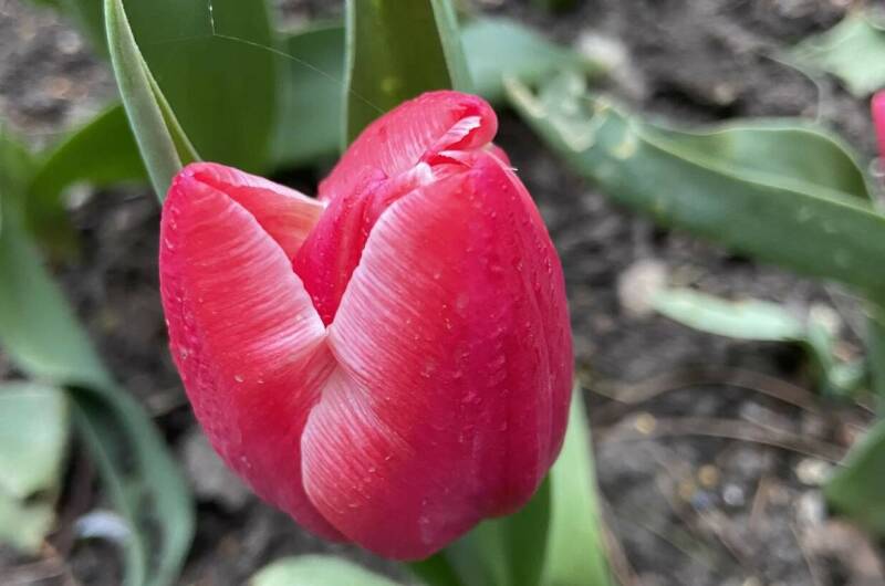 Гостевой дом «Геленджикский дворик»