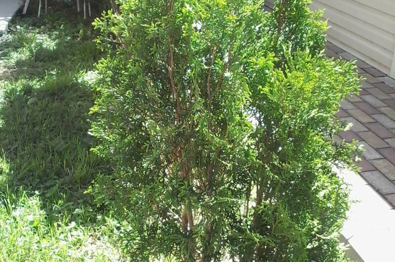 Студия в частном доме