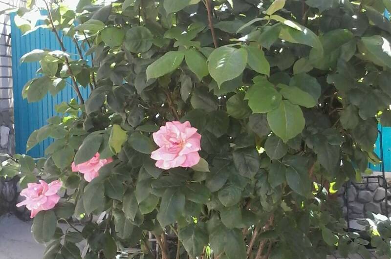 Студия в частном доме