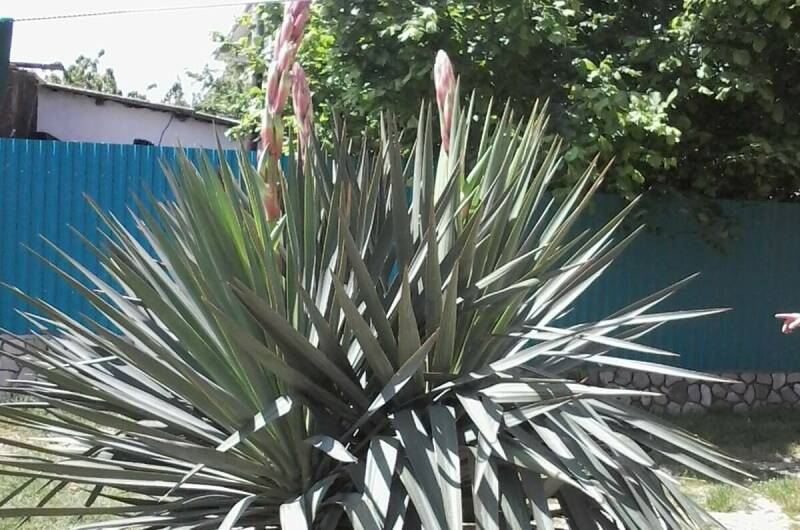 Студия в частном доме