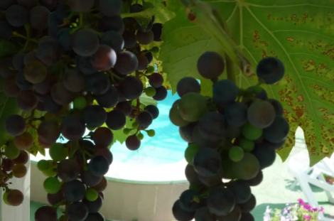 Гостевой дом «Серебристая чайка»