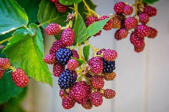 Гостевой дом «Twin Tower»