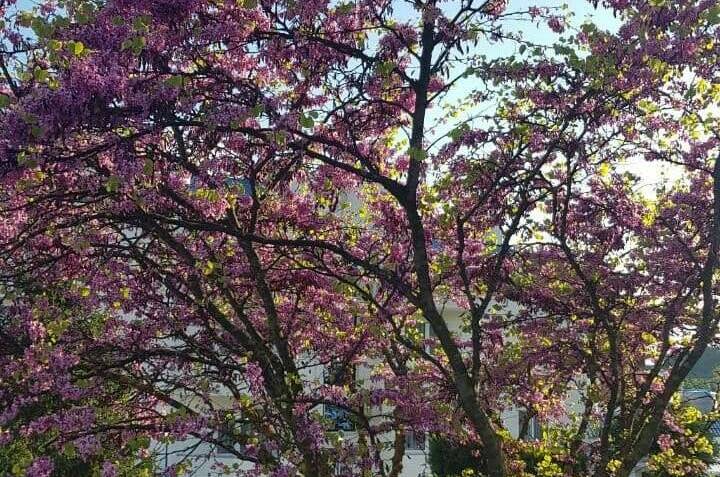 Частный сектор «Абрикос»