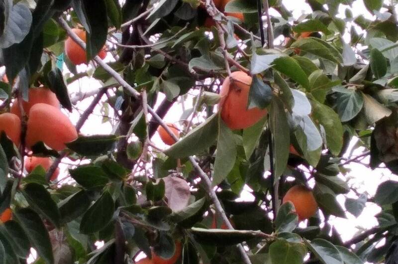 Гостевые комнаты «Прибойная 8»