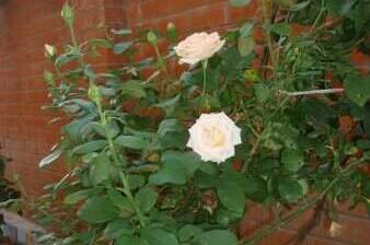 Гостиница «Виола» Тонкий Мыс