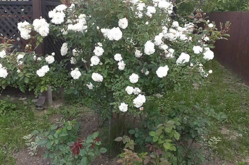 Дом под ключ