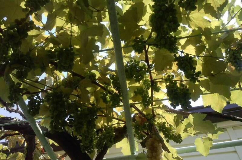 Гостевой дом «Георгий»