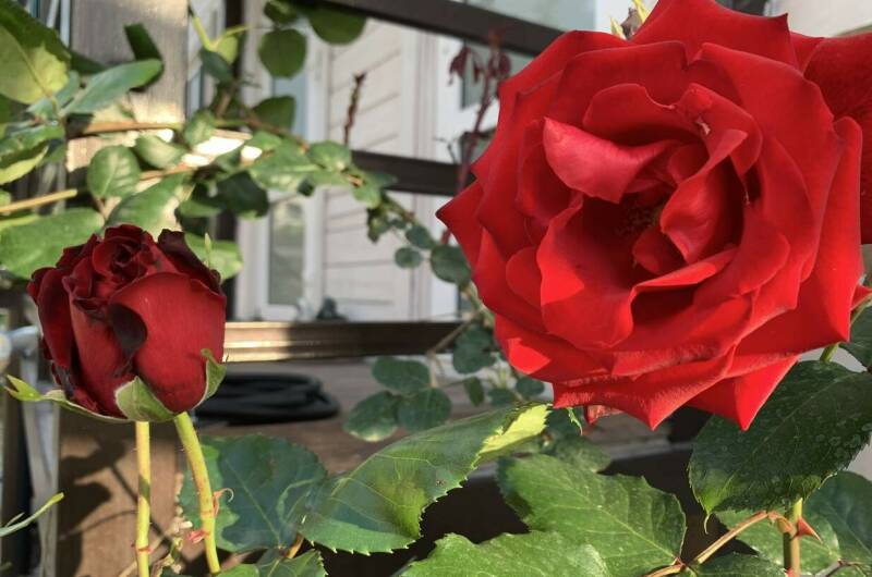 Дом «Villa de rose»