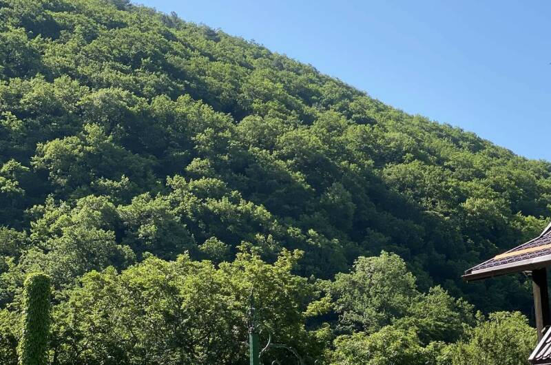 Гостевой дом «Ель»