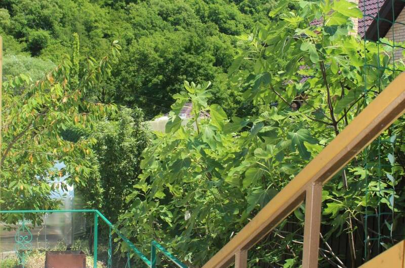 Гостевой дом «Ель»