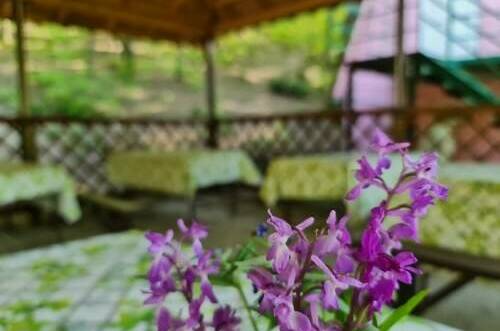 Кемпинг «Море сосен»