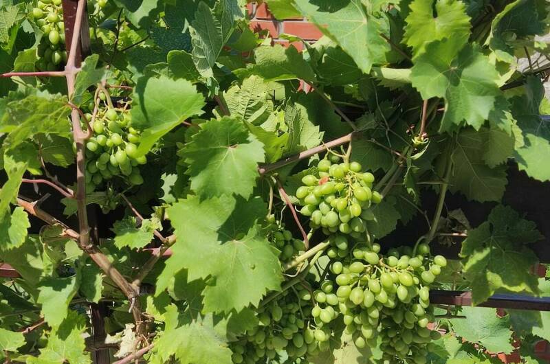 Гостевой дом «Шудлун»