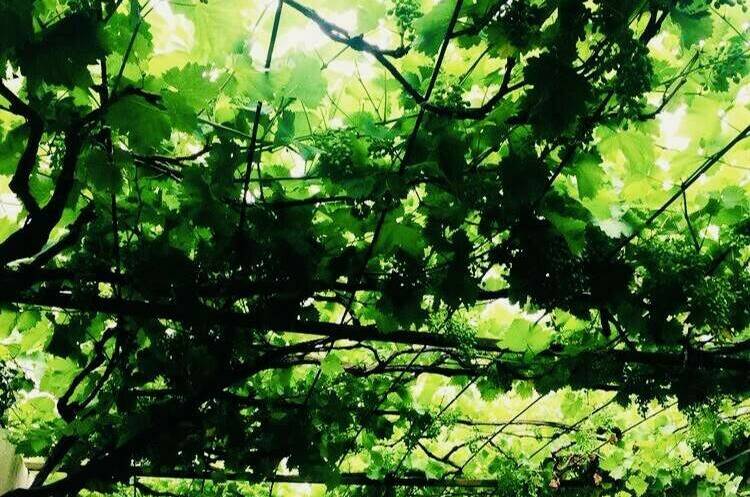 Гостевой дом «Лиана»