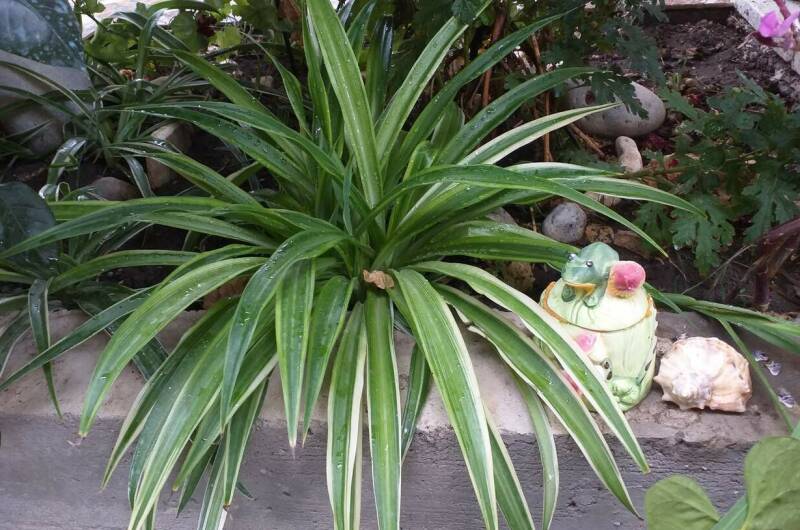 Гостевой дом «Marina Garden»