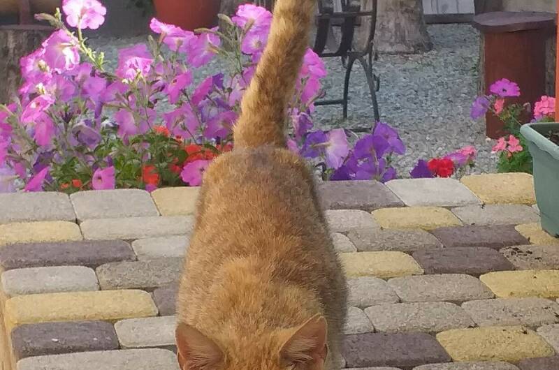 Гостевой дом «Marina Garden»