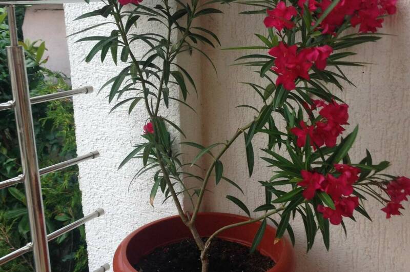 Гостевой дом «Морская жемчужина»