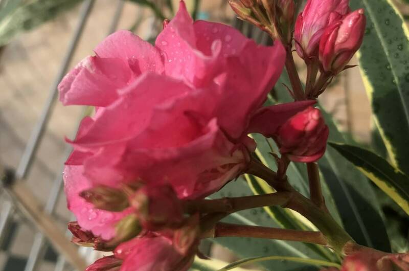 Гостевой дом «Морская жемчужина»