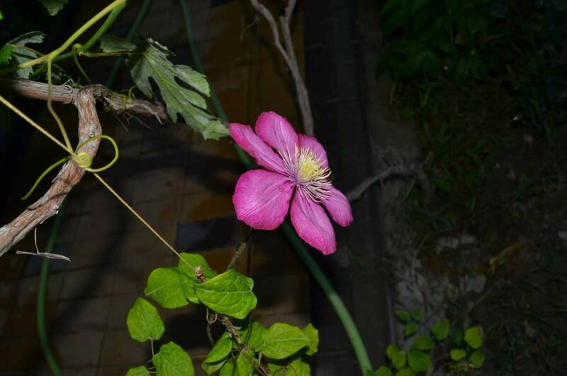 Гостевой дом «Юджин»