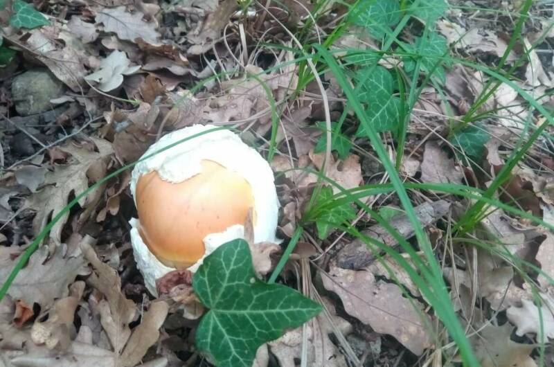 Гостевой дом «Дом в лесу»