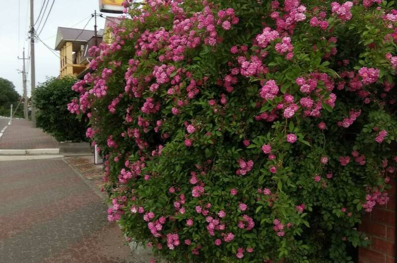 Гостевой дом «Лукоморье»