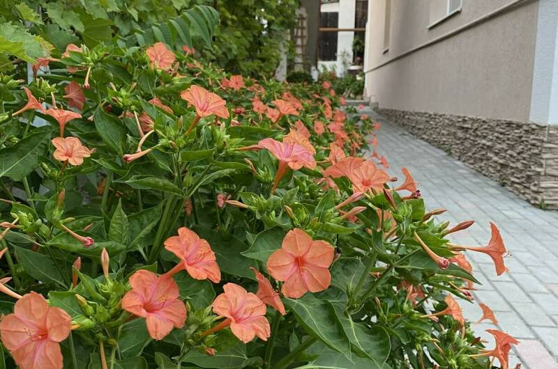 Гостевой дом «Blue Бухта»