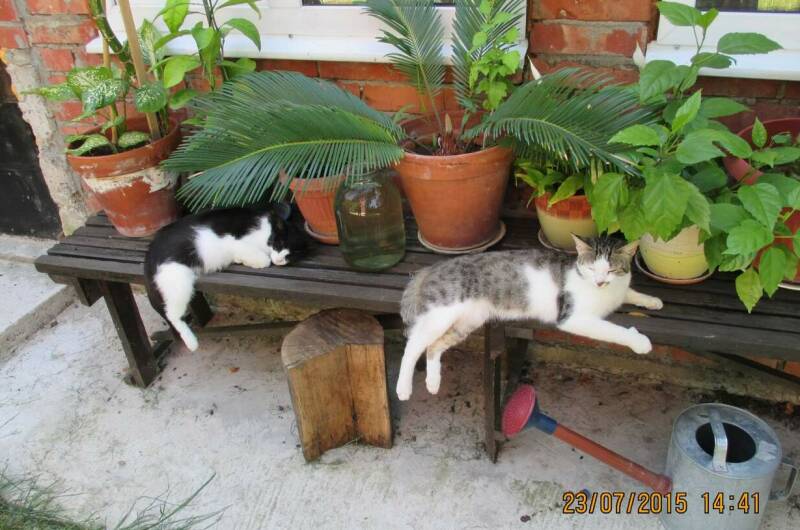 Гостевой дом «Старый замок»