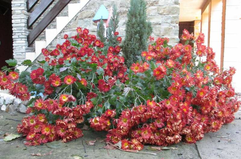 Гостевой дом «Старый замок»