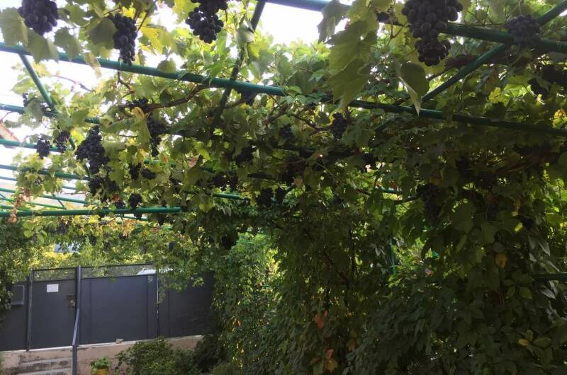 Гостевой дом «Зеленый дворик»