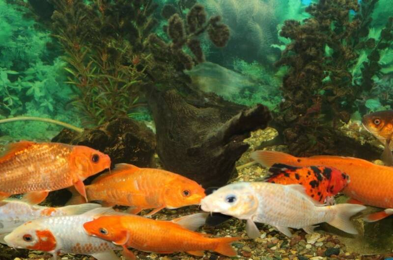 Частное домовладение «Иваныч»