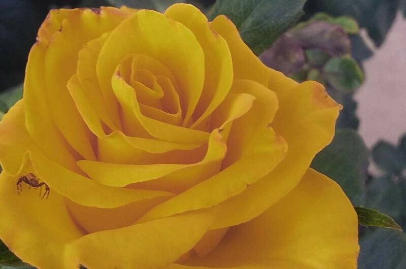 Частный сектор «Белый Какаду»