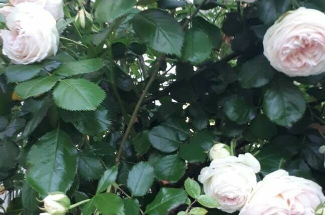 Частная Усадьба «Лакшми»