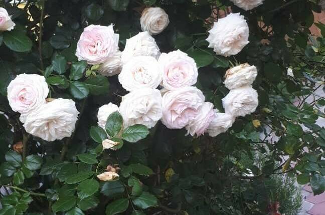 Частная Усадьба «Лакшми»