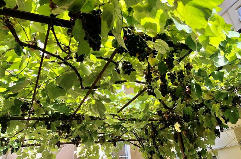 Частный дом «У Бориса»