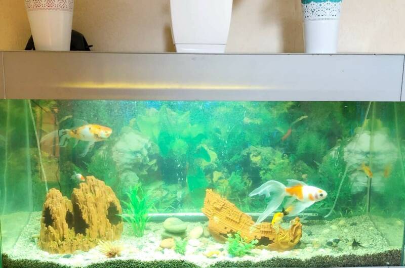 Дом «Золотая рыбка»